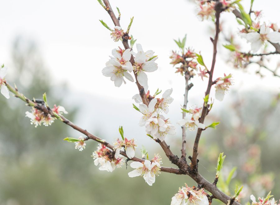 Almendros